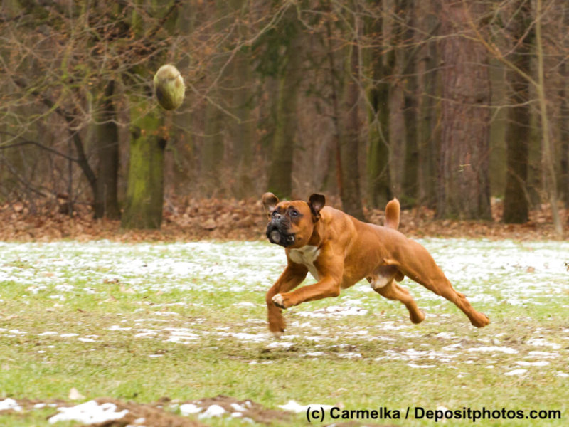 Deutscher-Boxer-Ballspiel-sprung-Wiese-43139431_l-2015