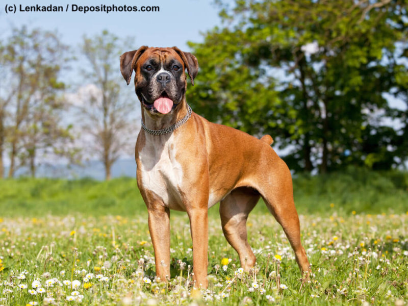 Portrait of nice german boxer