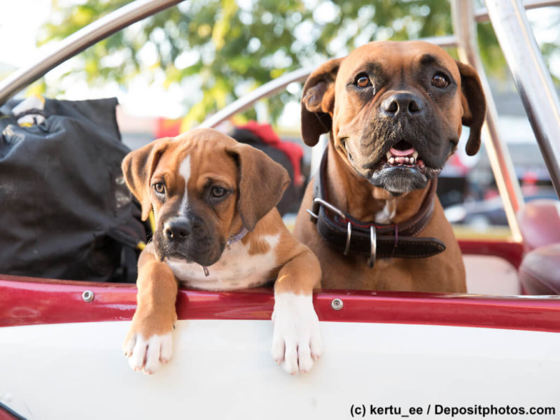 Two dogs looking out of a car.