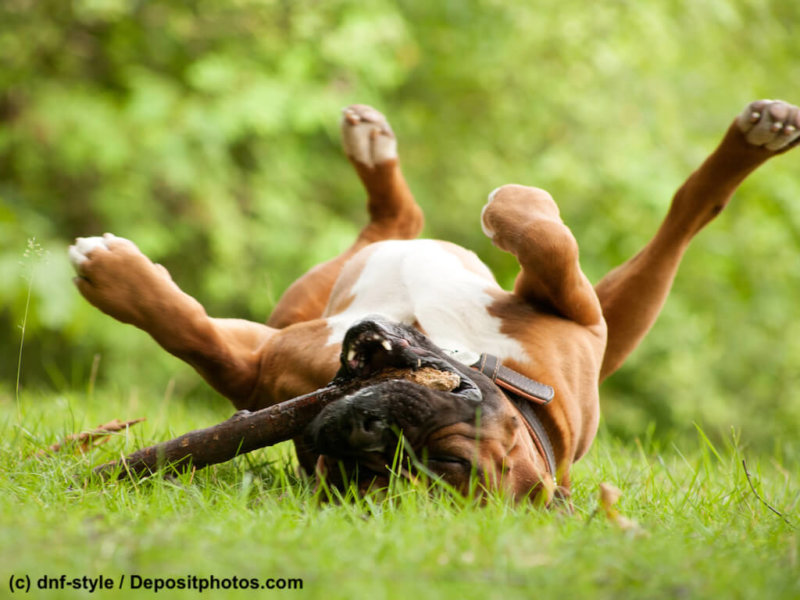 Boxer plays with his stick