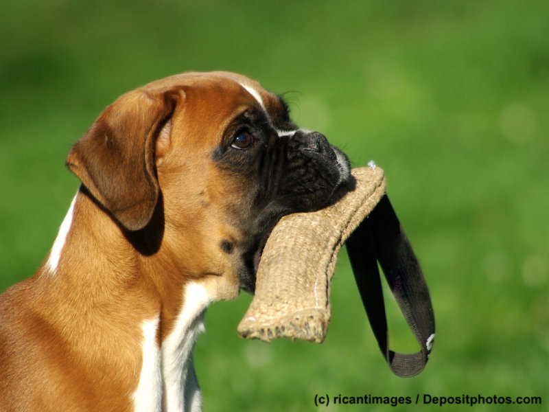 Portrait of puppy dog breed boxer