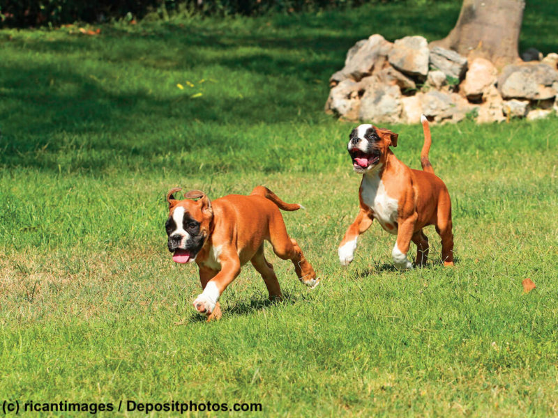 Two puppy dogs German boxer playing in outdoors.