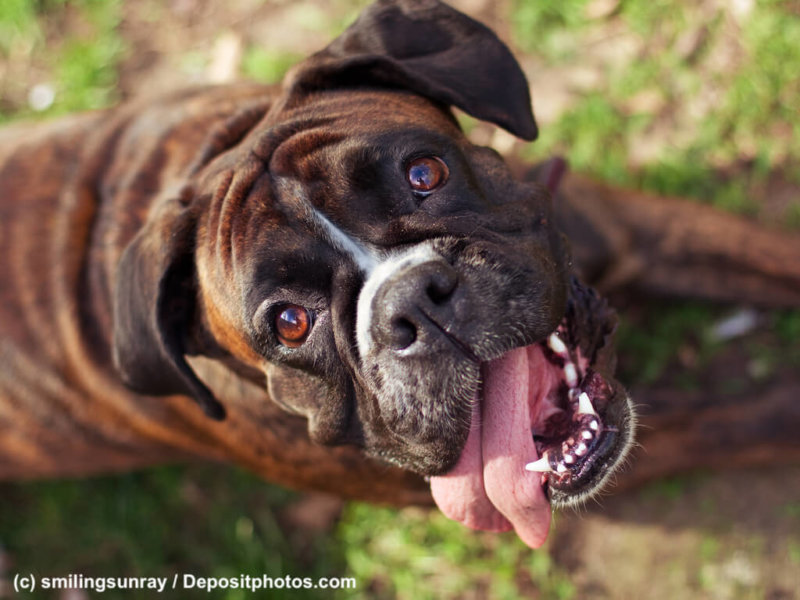 Curious boxer