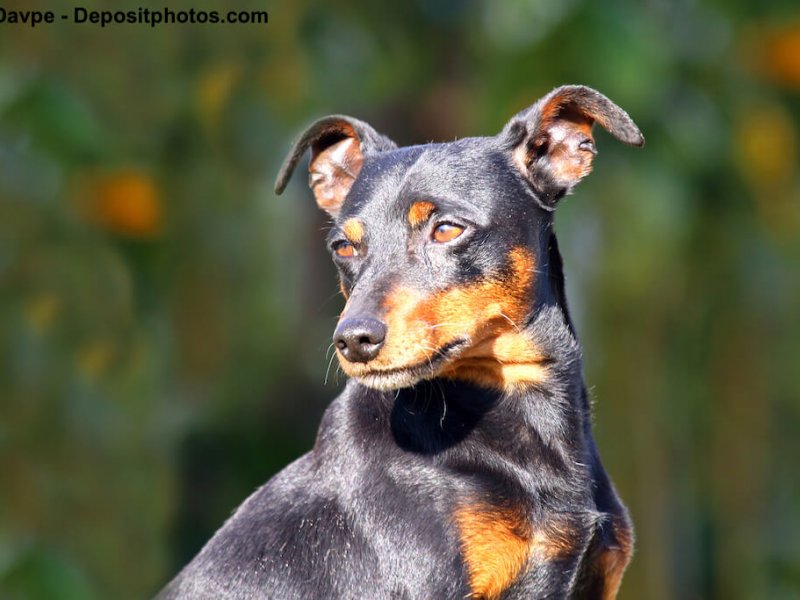 Deutscher Pinscher outdoor.