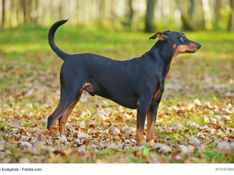 Deutscher Pinscher Steckbrief