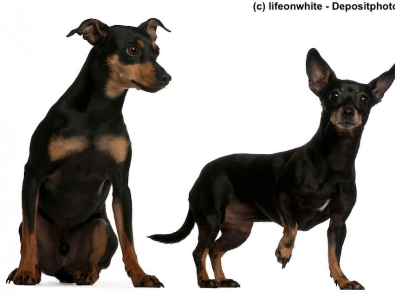 Stehender 7jähriger Zwergpinscher mit einem sitzenden vierjährigen Deutschen Pinscher