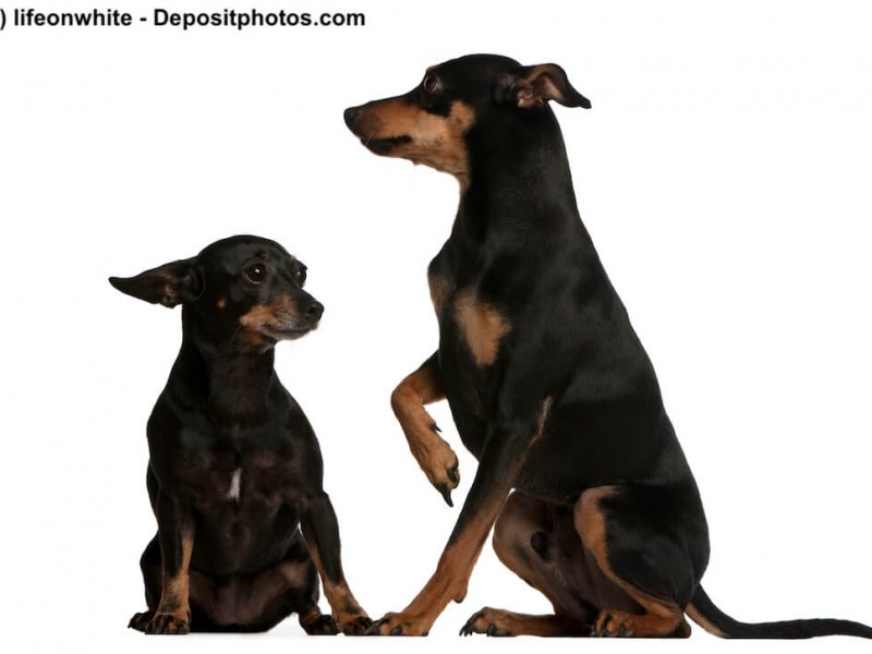 Zwergpinscher und Deutscher Pinscher