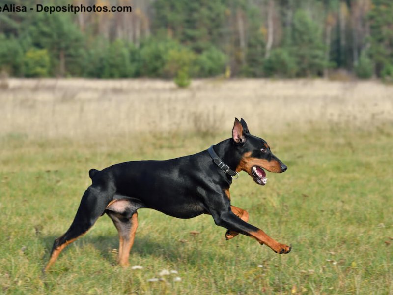 Kupierter Deutscher Pinscher rennend auf einer Wiese