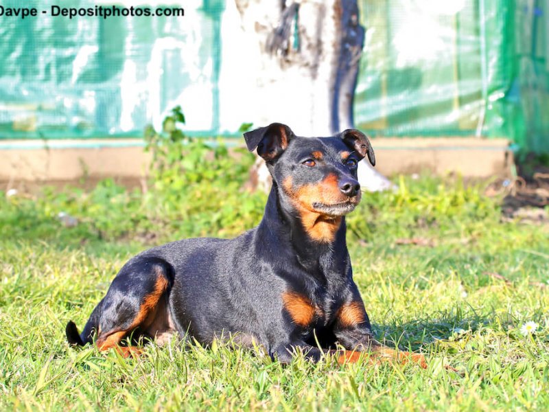 Deutscher Pinscher liegend auf einer Wiese
