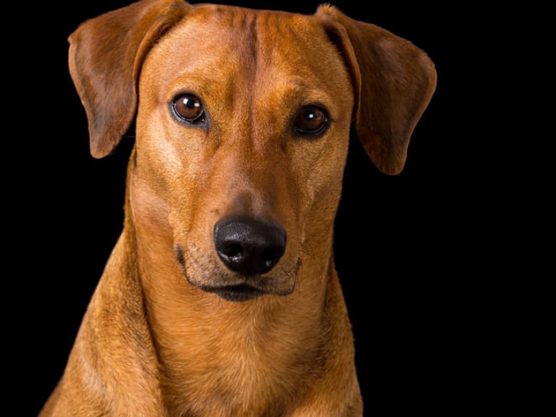 Reinrassiger rotbrauner Deutscher Pinscher