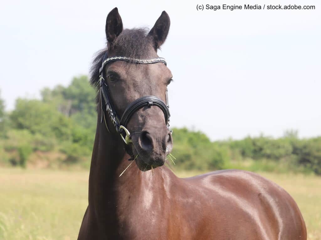Deutsches Reitpony Steckbrief