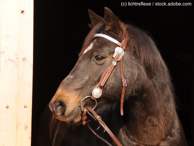 Deutsches Reitpony