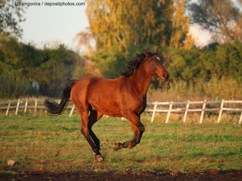 Beautiful brown pony galloping at the grazing