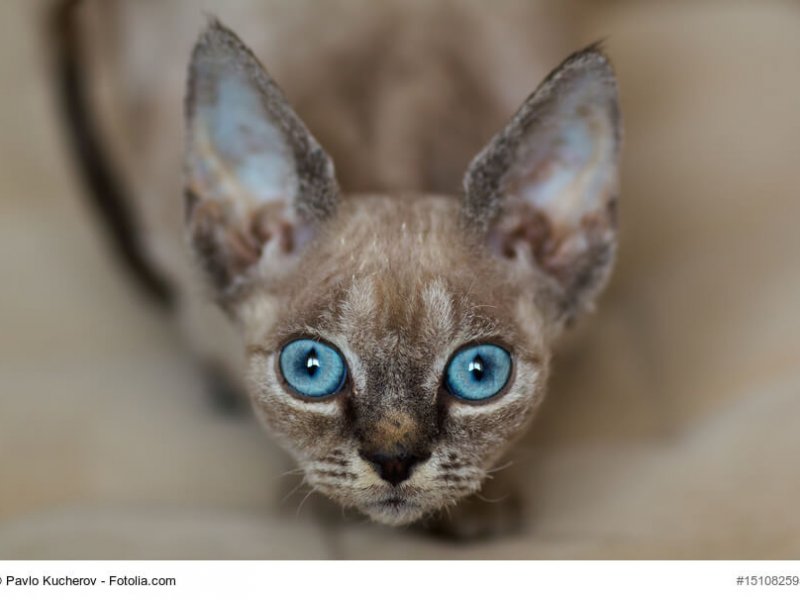 Nahaufnahme einer Devon Rex Katze