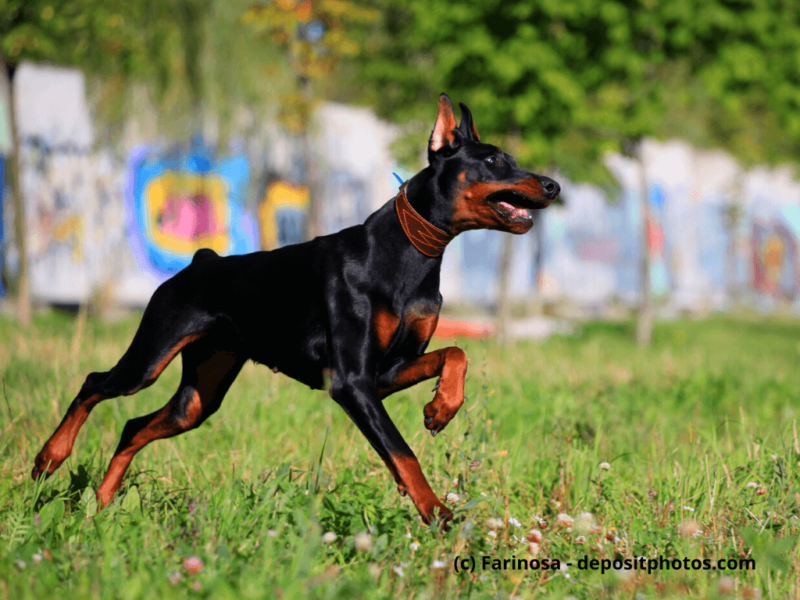 Dobermann-läuft-über-eine-Wiese