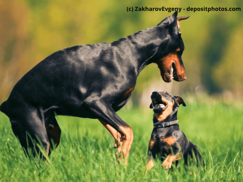 Dobermann-spielt-auf-Rasen-mit-anderem-Hund
