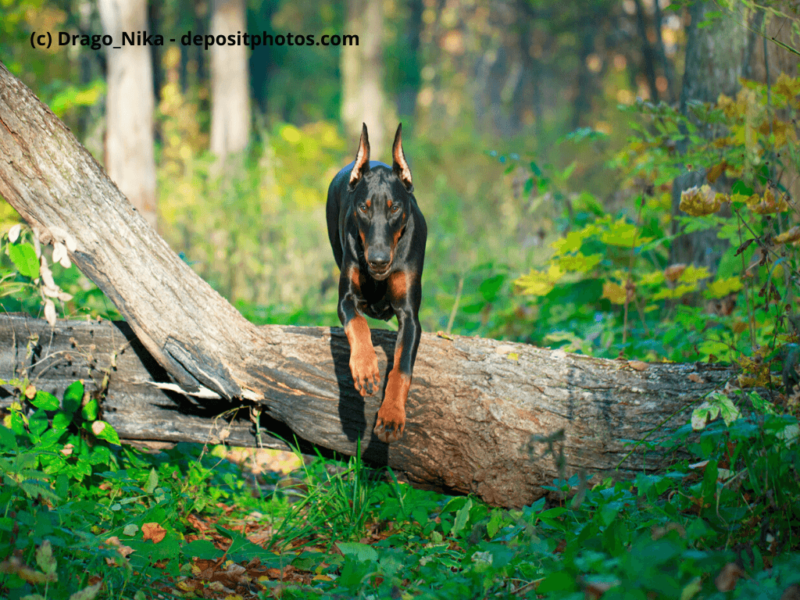 Dobermann-springt-über-einen-Baumstamm