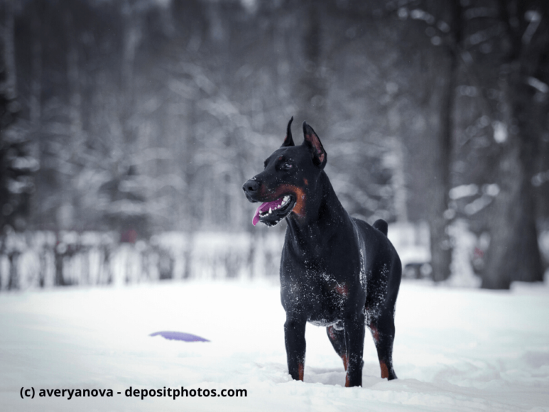 Dobermann-steht-im-Schnee