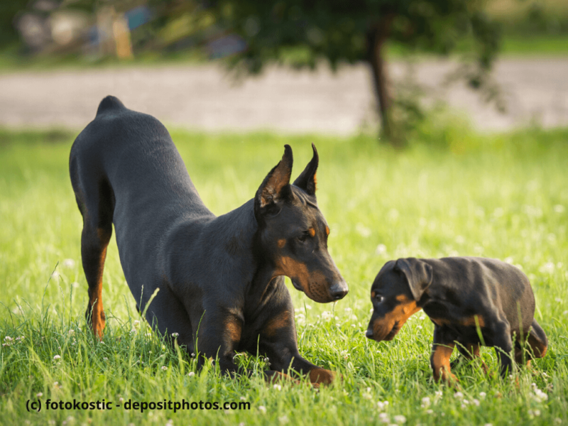 Dobermann-und-Welpe-spielen-auf-Rasen