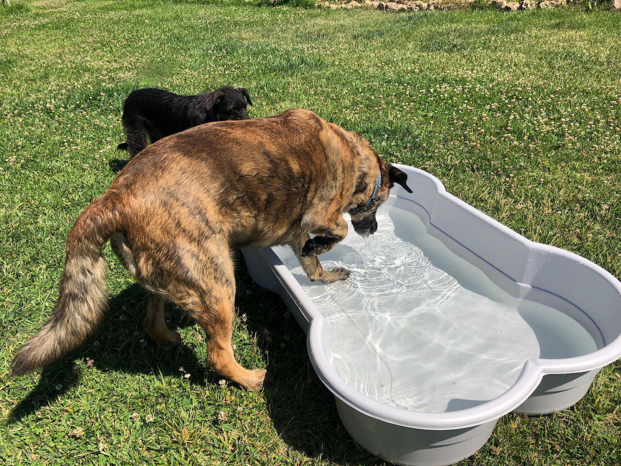 Der braungestromte Testhund Chief steigt in den Hundepool von DogsLand.