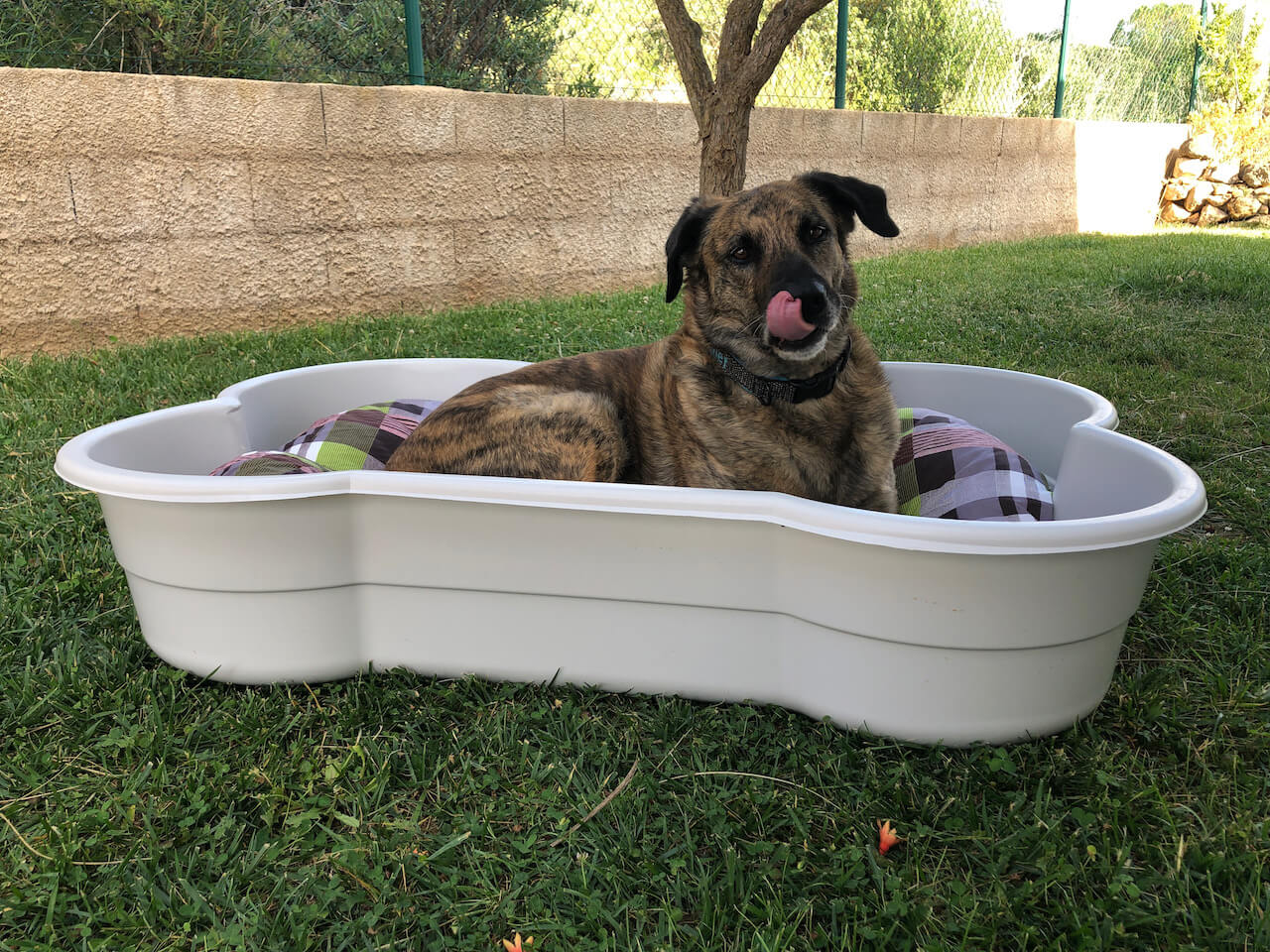 Testhund Chief liegt zungeschleckend im DogsLand Hundepool auf einem knochenförmigen passenden Kissen