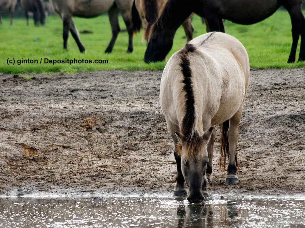 Duelmener Wildpferd Steckbrief
