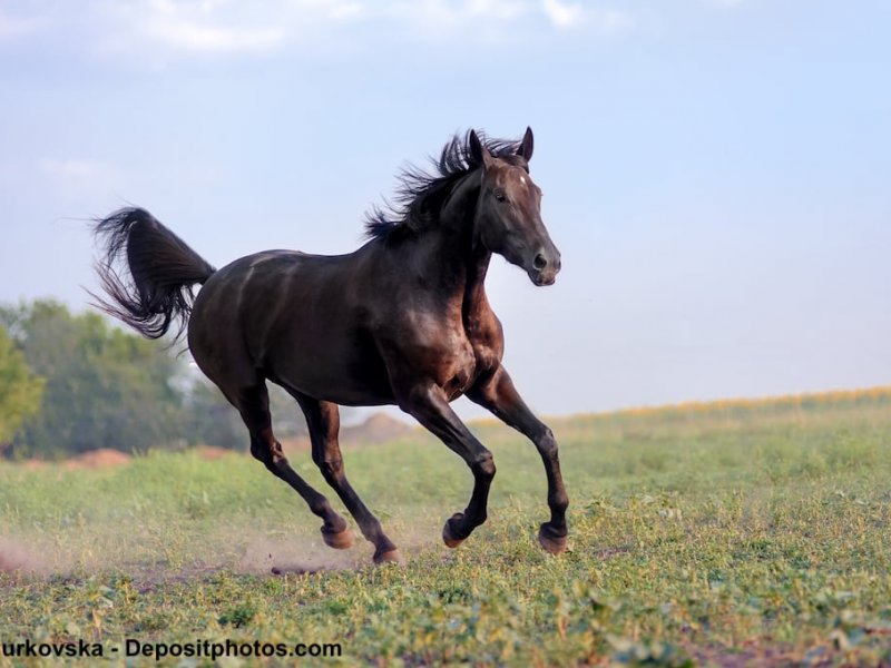 Englisches Vollblut im Galopp