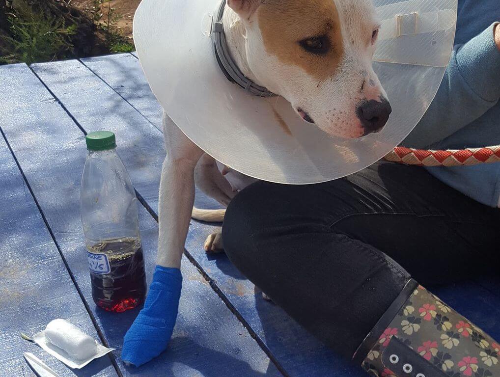 Ein Hund mit einem Trichter und einer blau verbundenen Foto neben einem Menschenbein.