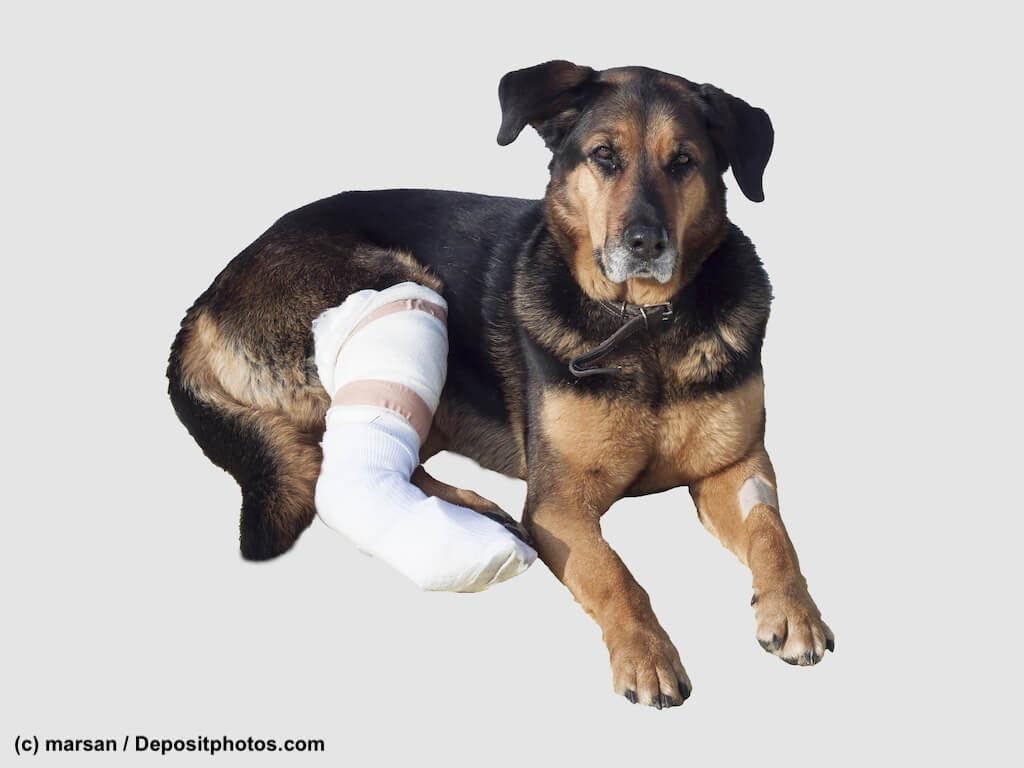 Schäferhundmix mit  bandagiertem Hinterbein