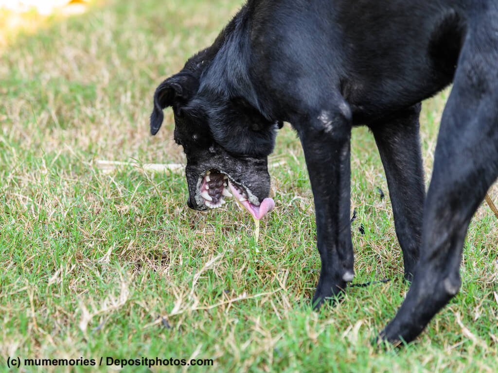 Schwarzer Hund übergibt sich auf Wiese