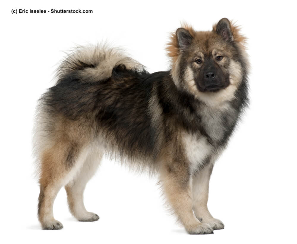 Eurasier Steckbrief