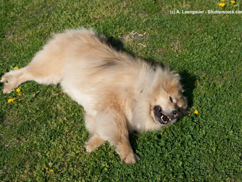 Eurasier-liegt-Wiese