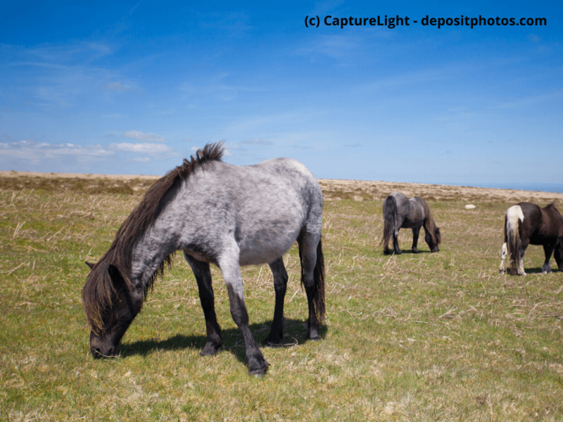 Exmoor-Pony-auf-einer-Wiese