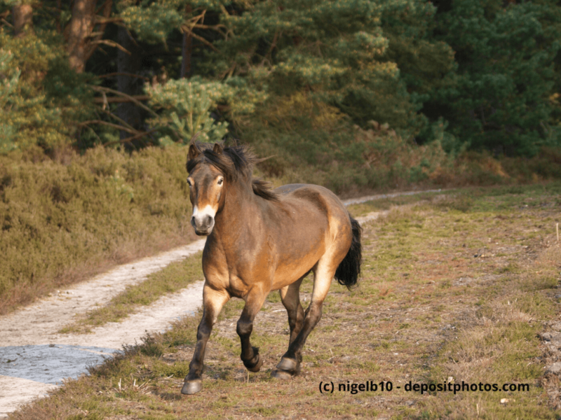 Exmoor-Pony-trabt-durch-den-Wald
