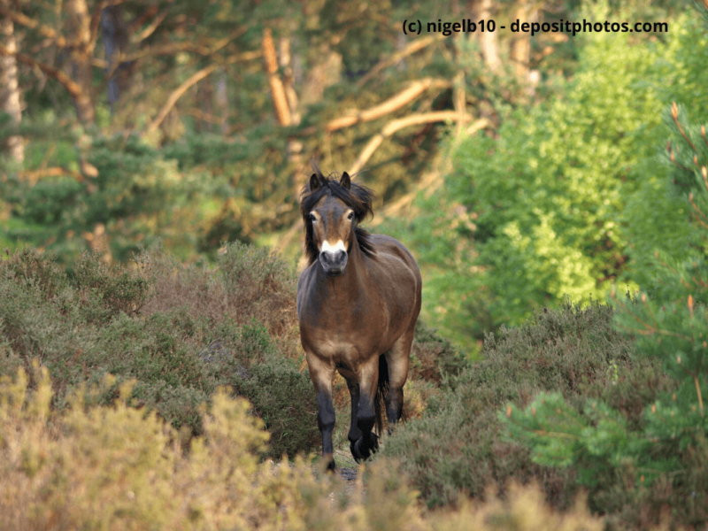 Exmoor-Pony-trabt-in-Richtung-Kamera
