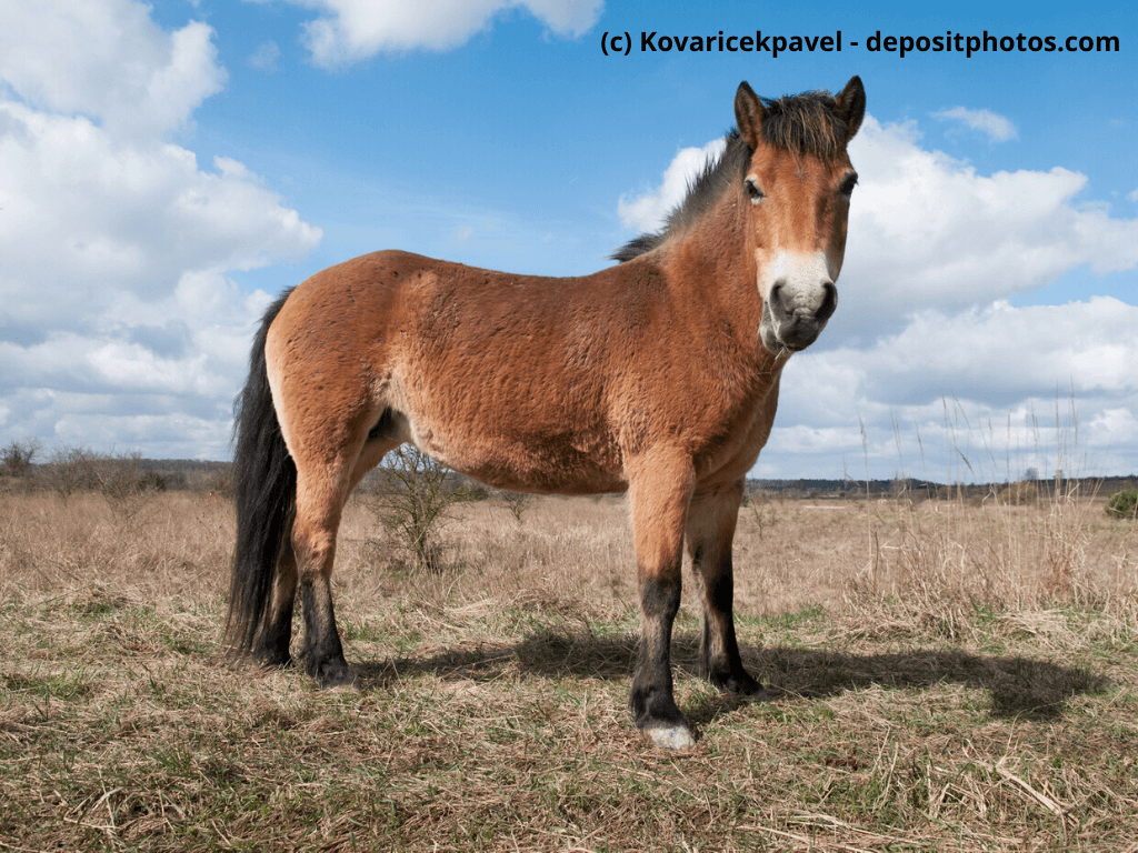 Exmoor-Pony Steckbrief
