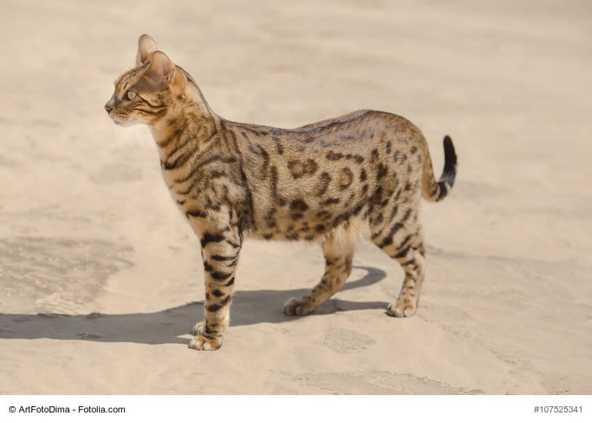 Kie Körpersprache von Katzen