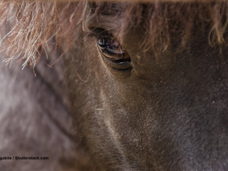 Falabella-Detail-Auge
