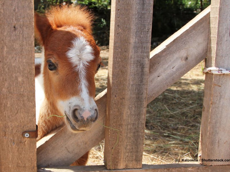 Falabella-Fohlen-Zaun
