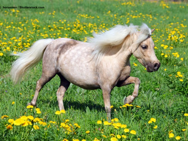 Falabella-Pony-Wiese