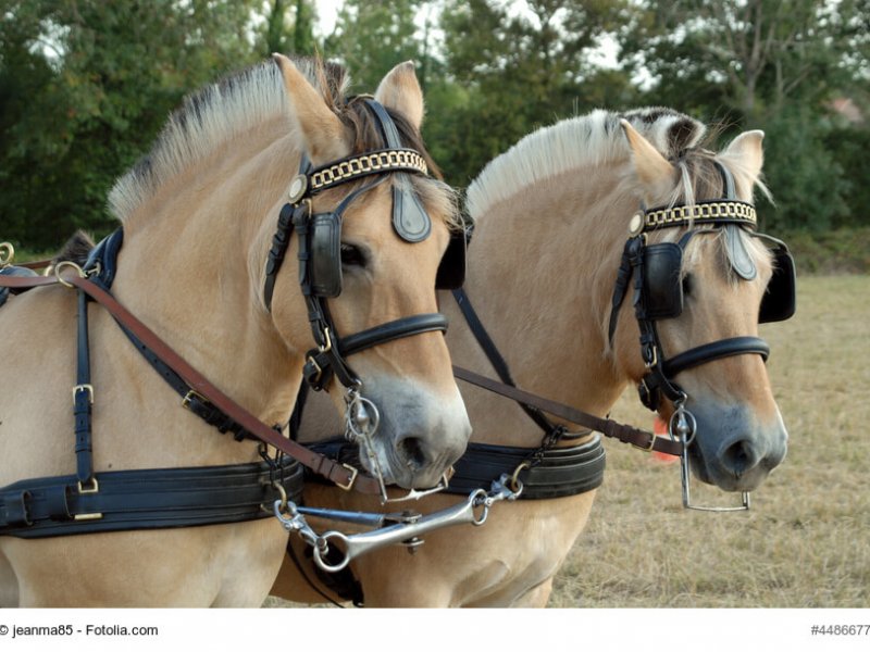 poneys fjord attels