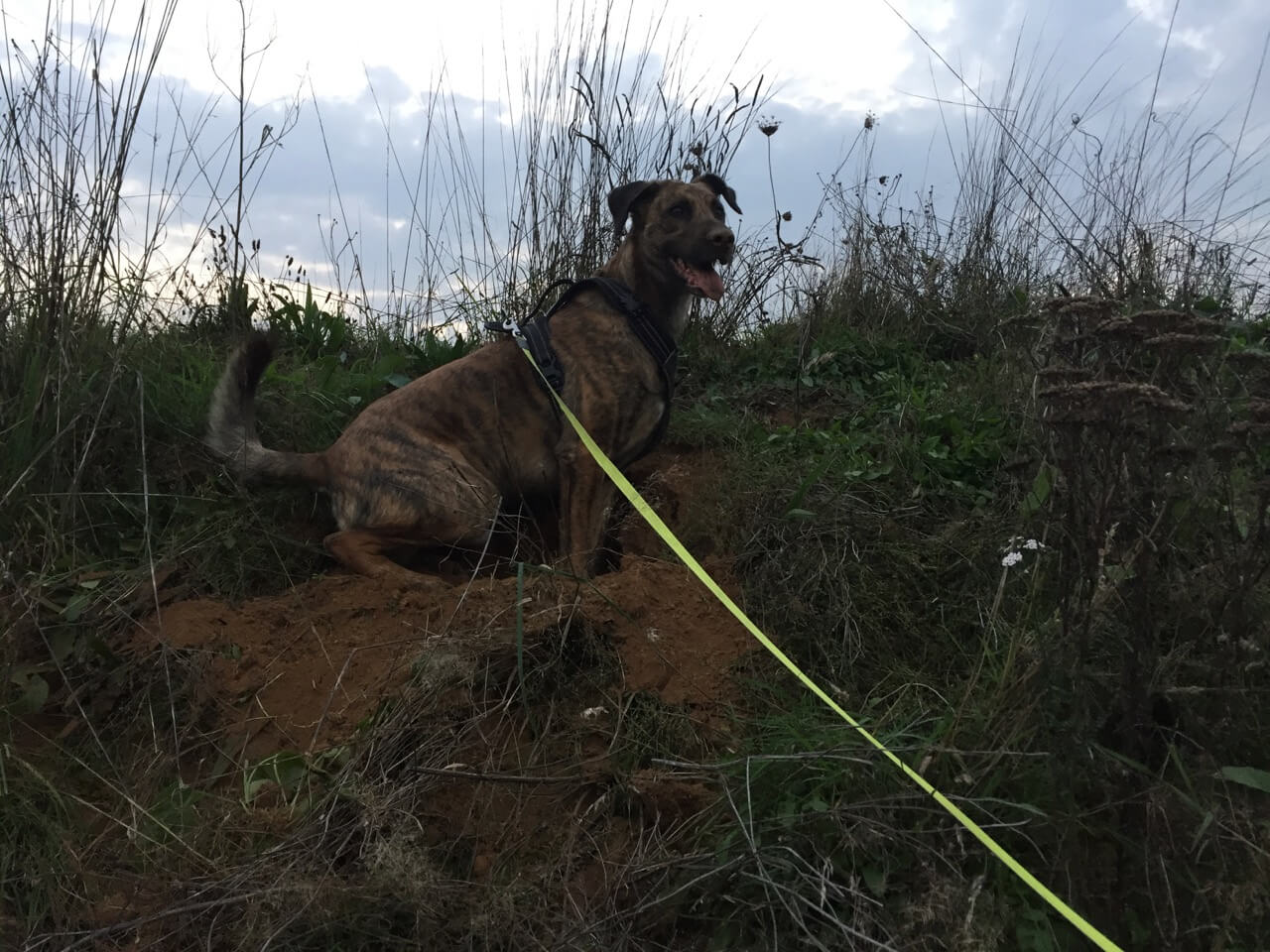 Ein Hund auf einem Hügel an einer neongelben Flexileine Giant Professional