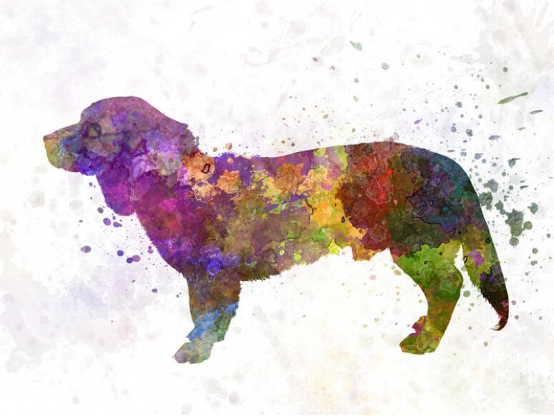 Alpine Dachsbracke gemalt
