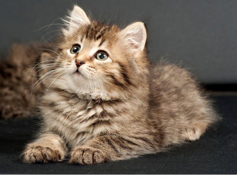 Liegendes  Sibirische Katze Baby vor dunklem Hintergrund