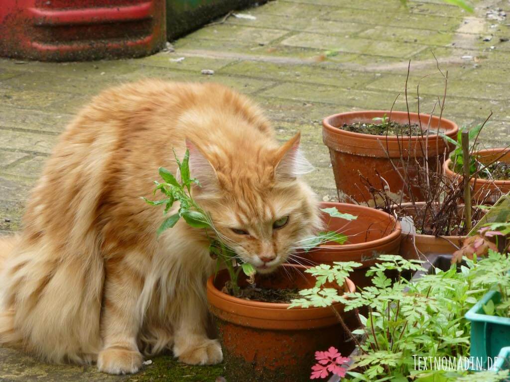 Katze knabbert an einer Pflanze