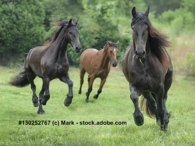 Friesen und Trakehner