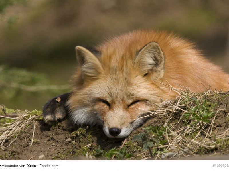 ruhender Fuchs