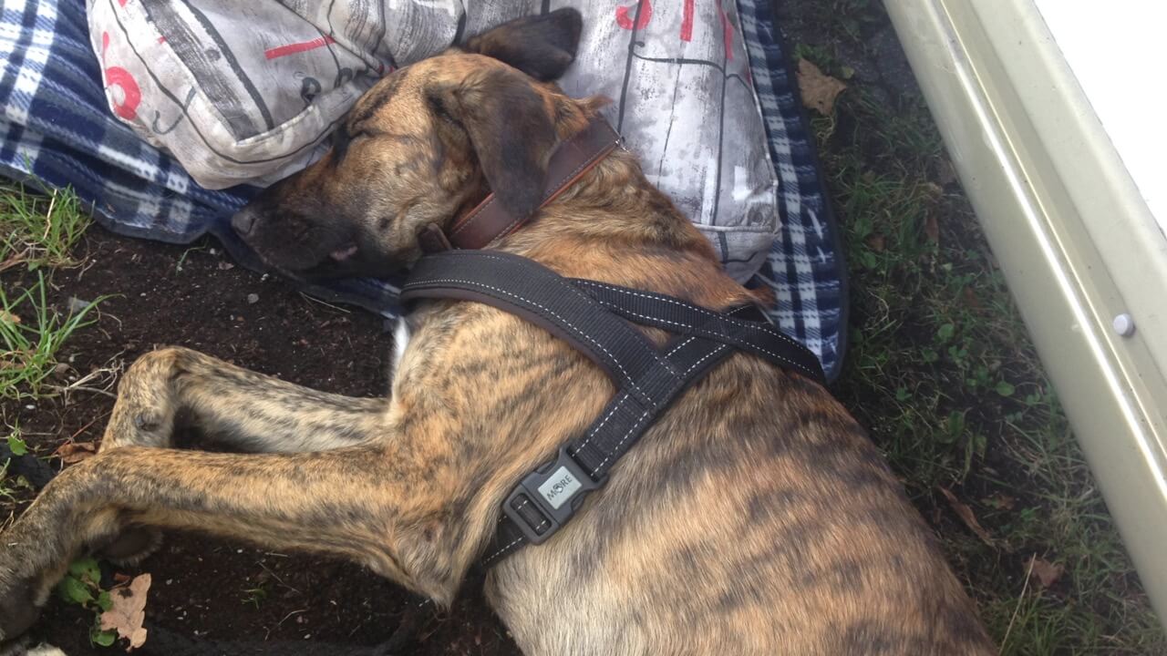 Hund mit Geschirr schläft.