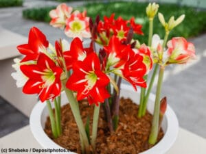 Amaryllis sind beliebte Zimmerpflanzen aber giftig für Hunde