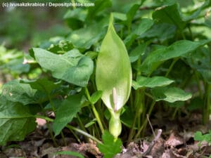 Aronstab, Arum maculatum blühende Pflanze in der Natur